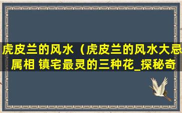 虎皮兰的风水（虎皮兰的风水大忌属相 镇宅最灵的三种花_探秘奇趣世界）